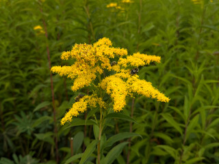 Bees collecting nectar on Canadian goldenrod (Solidago canadensis L.) — medicinal and honey herbs of temperate zone concept. Handheld phone photo, selective focus, non AI © Marina