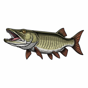 muskie fish illustration vector muskellunge pike drawing for fishing