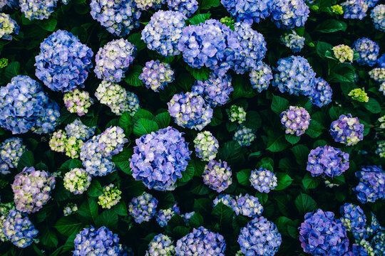 梅雨の季節に咲く、色彩が美しい紫陽花の風景
