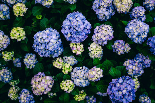梅雨の季節に咲く、色彩が美しい紫陽花の風景