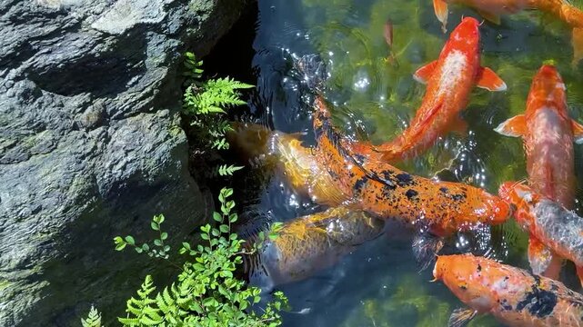 Koi fish swim in a clear pond at Ohori Park Japanese Garden in Fukuoka. Colorful Japanese carps gather together in sunny April spring weather. Water plants and stones surround  decorative garden pool