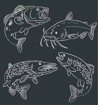 Set of 4 fish drawing chalk or charcoal style. Pike, catfish, trout and largemouth bass. Fishing 