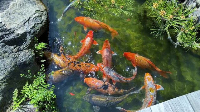 Koi fish swim in a clear pond at Ohori Park Japanese Garden in Fukuoka. Colorful Japanese carps gather together in sunny April spring weather. Water plants and stones surround  decorative garden pool