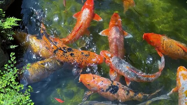 Koi fish swim in a clear pond at Ohori Park Japanese Garden in Fukuoka. Colorful Japanese carps gather together in sunny April spring weather. Water plants and stones surround  decorative garden pool
