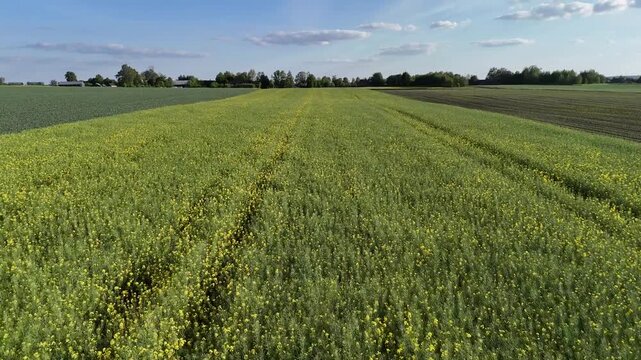 Aerial View of Yellow Rapeseed Fields Creating Mosaic Pattern in Podlasie, Poland