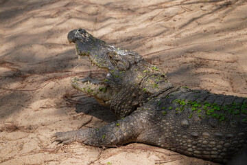 Fototapeta premium Wild Crocodile Resting on Sandy Riverbank with Open Mouth in Natural Habitat