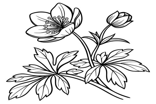 coloring page line art the winter aconite flower black vector