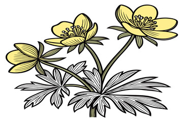 Obraz premium coloring page line art the winter aconite flower black vector