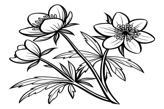 coloring page line art the winter aconite flower black vector