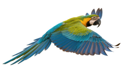 Blue and yellow macaw parrot flying with wings spread © Andrei