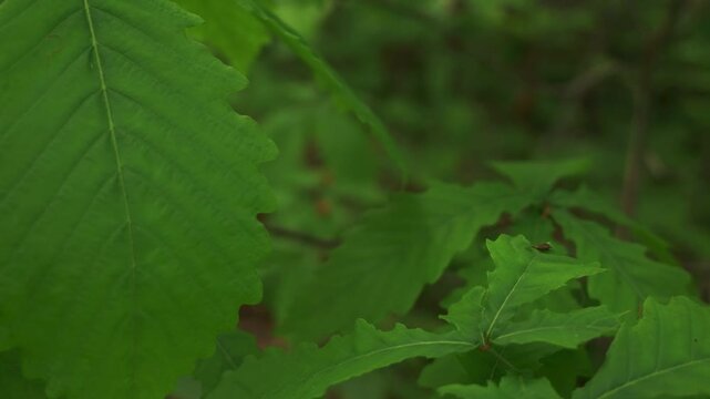 Young saplings in an early summer forest