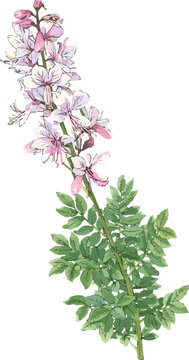 Dictamnus albus illustration art