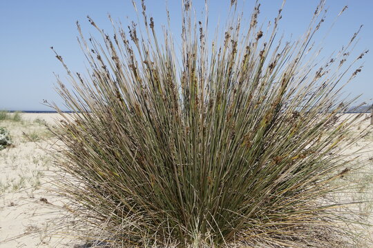 The thorny-leaved buzzard (Juncus acutus), also known as the thorny-leaved rush, is a large, shrubby perennial with sharp, cylindrical stems and sharply tipped leaves. Habitat: This species is often f