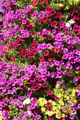 Obraz premium A mix of petunias (especially trailing varieties like surfinia) and perhaps calibrachoa (also known as 'Million Bells'). These plants are popular annuals known for their prolific blooms