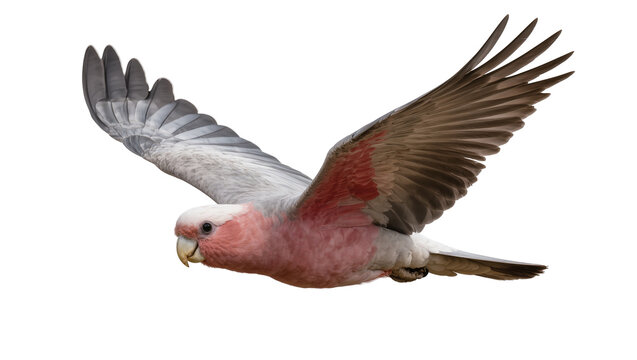 Pink and grey galah parrot in flight