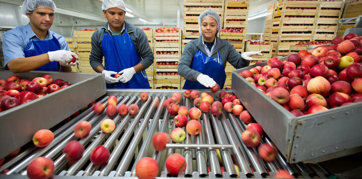 Food production workers sorting apples on moving conveyor belt in modern fruit packing facility with production conveyor facility industry processing agricultural assembly warehouse