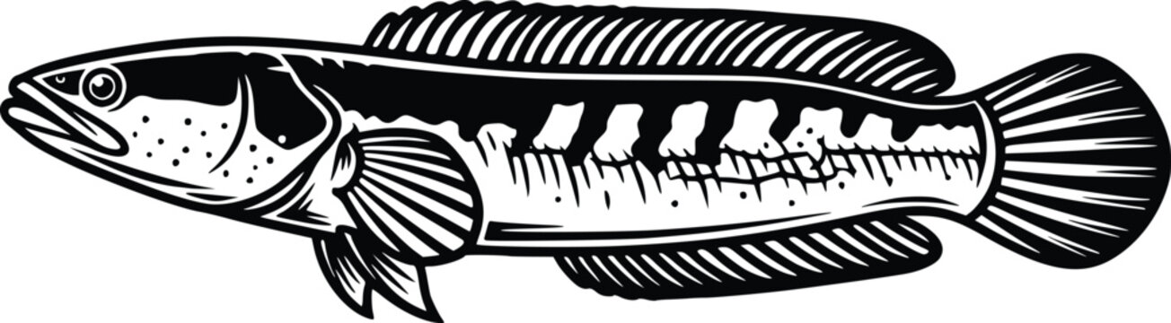 Hand Drawn Snakehead Fish Vector Illustration Black and White Vintage Fish Art