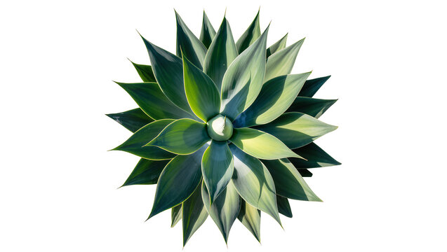 Agave plant with pointed green and yellow leaves