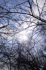 Obraz premium Sunlight shining through a network of bare tree branches against a clear blue sky. The intricate web of twigs creates a natural pattern with light filtering through, conveying a sense of calmness and