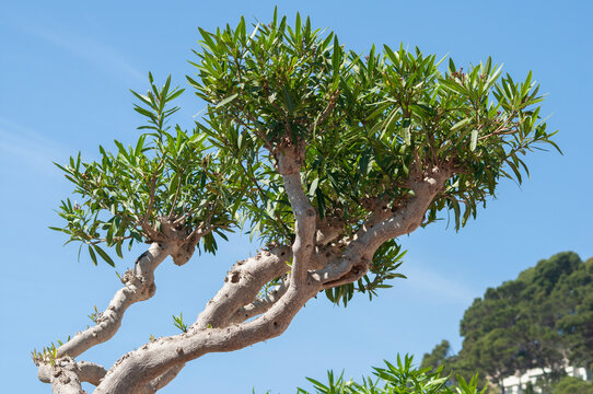 Green oleander shrub with narrow leaves in a courtyard setting.