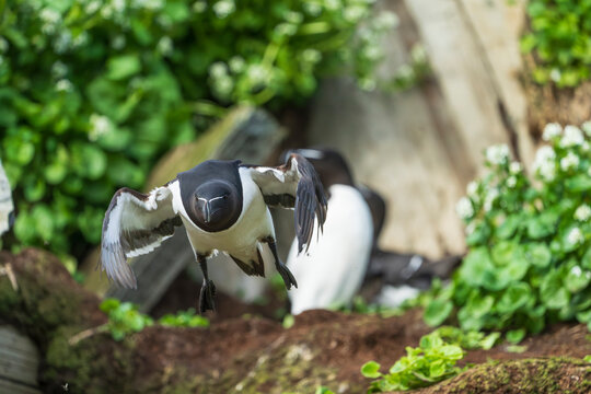 Razorbill (Alca torda)