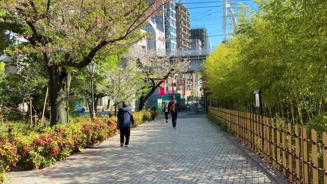 A person walks along a paved pedestrian path next to a bamboo fence and blooming cherry blossom trees in Tokyo, Japan.
