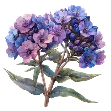 Candytuft Flower, illustration watercolor artwork with subtle gradients and elegant contours, isolated on a white background.