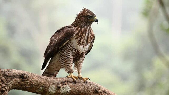 Red Tailed Hawk (Buteo) Perched on a Branch in Majestic Wildlife Nature Scene