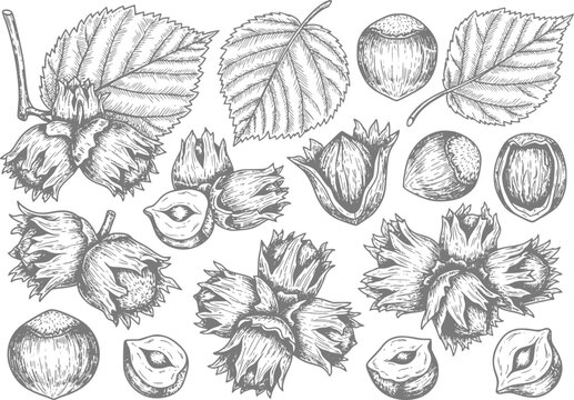 Vintage of hazelnuts with leaves and branches