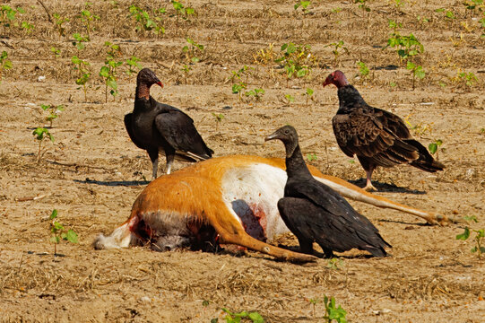 Black vultures and a turkey vulture at a deer carcass