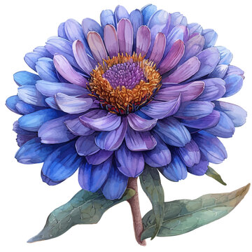 watercolor of Aster Flower, vector clipart, isolated on a white background.