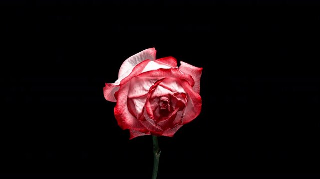Pink Rose Withers in Motion: Time-Lapse.