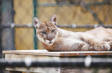 North American Cougar resting in a zoo habitat in Tennessee. © Wildspaces