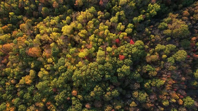 4k aerial over Vermont forrest in the fall