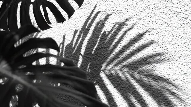 Monstera Leaves Casting Shadows on Textured Wall - Black and White