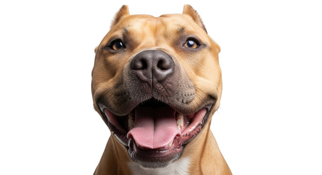 Close-up portrait of a tan american pit bull terrier dog with a wide, happy smile, showing its tongue, isolated on a solid black background