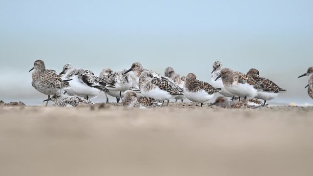 Sanderling Flock Resting and Preening