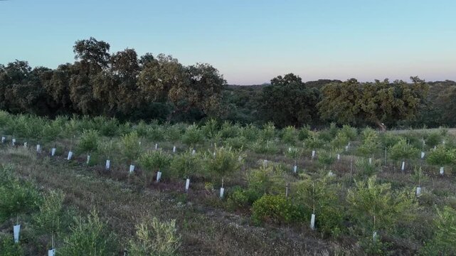 4K Aerial view flying forward over young trees towards a mediterranean forest in Hornachuelos, Cordoba