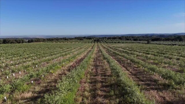 4K Aerial view flying forward and rising over young intensive olive tree plantations in Cordoba, Andalusia