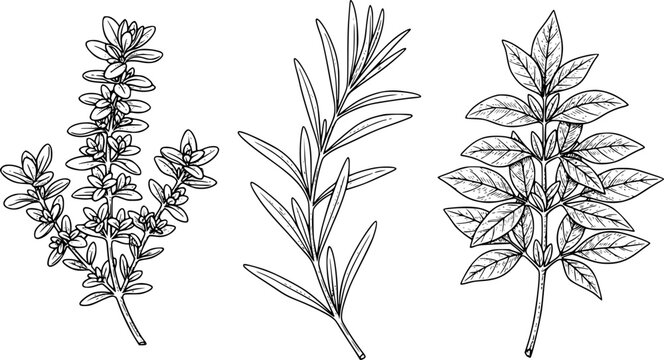 Hand-drawn line of herb sprigs: thyme, rosemary, and basil, transparent background
