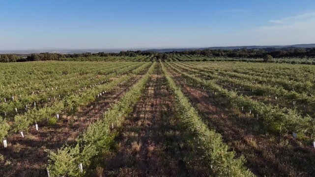 4K Aerial view flying forward and tilting down over intensive young olive groves in Cordoba