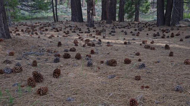  Large number of pinecones laying on bed of needles.