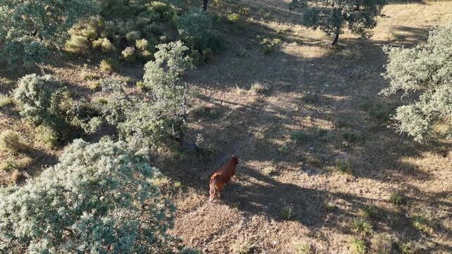 4K Aerial static view of a cow walking on a dirt path in the mediterranean dehesa