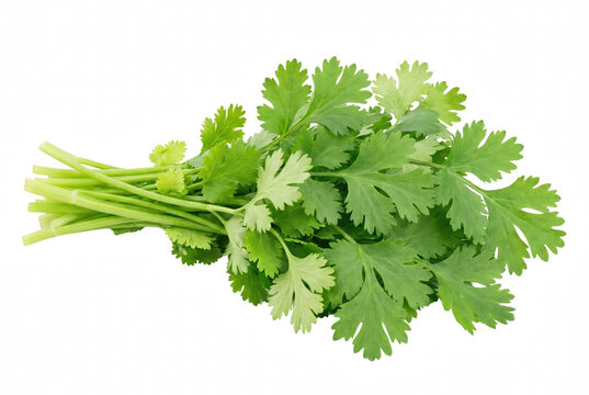 Fresh Green Bunch of Cilantro Leaves