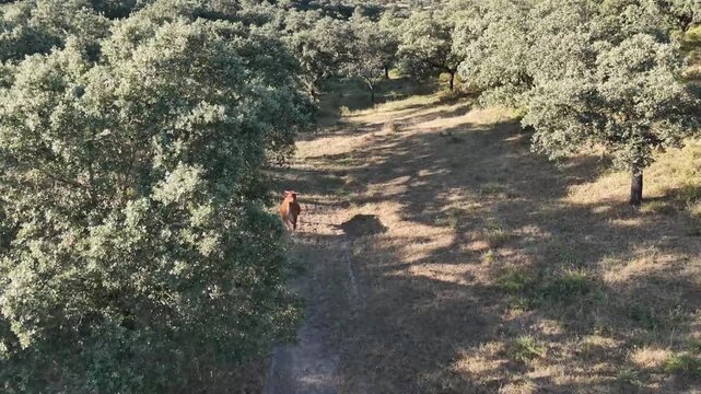 4K Aerial drone view flying forward following a cow walking on a path in the dehesa