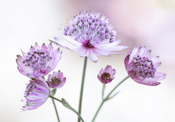 Jarzmianka większa (Astrantia major) w zbliżeniu na rozmytym tle, tapeta, dekoracja. © mycatherina