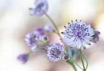 Jarzmianka większa (Astrantia major) w zbliżeniu na rozmytym tle, tapeta, dekoracja. © mycatherina