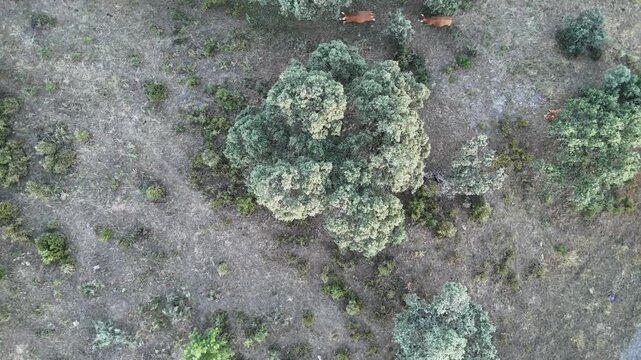 4K Aerial top-down view rising and rotating over retinta cows walking under an oak tree