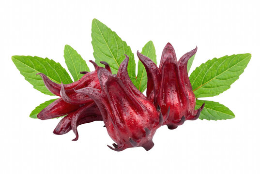 Fresh Roselle Hibiscus Calyces with Green Leaves