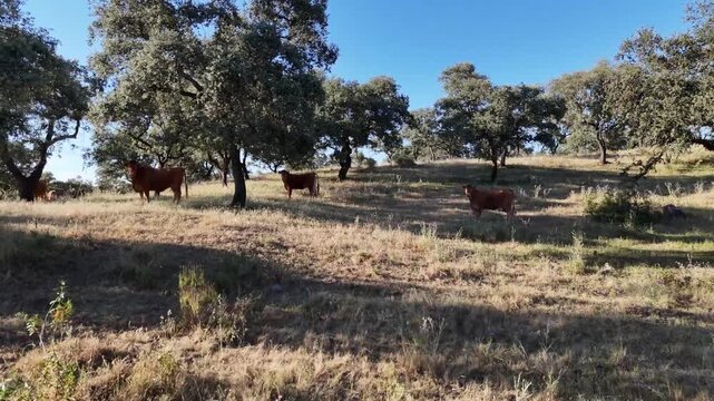 4K Aerial drone view flying forward approaching retinta cows grazing in the dehesa pasture